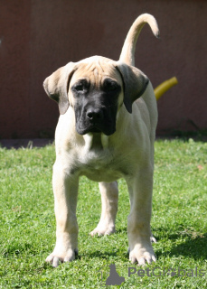 Foto №2 zu Ankündigung № 174799 zu verkaufen dogo canario - einkaufen Lettland züchter
