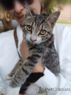 Foto №2 zu Ankündigung № 156235 zu verkaufen  - einkaufen Russische Föderation quotient 	ankündigung