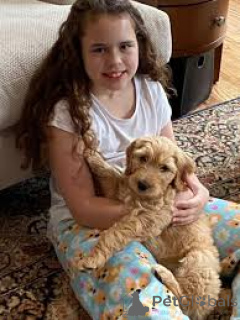 Foto №2 zu Ankündigung № 162619 zu verkaufen labradoodle - einkaufen Belgien quotient 	ankündigung, züchter