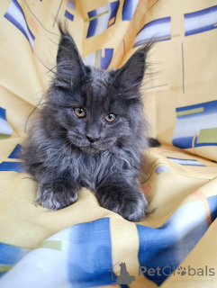 Zusätzliche Fotos: Ein schicker Kätzchenjunge