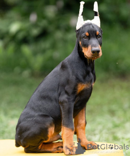 Foto №1. dobermann - zum Verkauf in der Stadt Dresden | 900€ | Ankündigung № 148996
