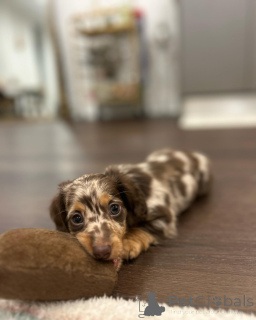 Foto №2 zu Ankündigung № 150843 zu verkaufen  - einkaufen Deutschland quotient 	ankündigung