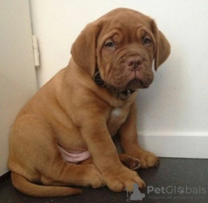 Foto №2 zu Ankündigung № 120657 zu verkaufen dogue de bordeaux - einkaufen Finnland quotient 	ankündigung