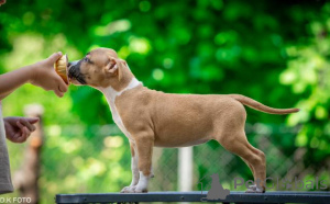 Foto №3. American Staffordshire Terrier Welpen. Kroatien