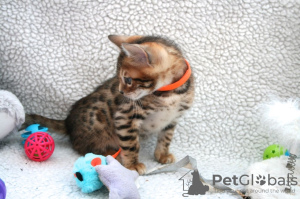 Foto №3. Liebevolle Bengalkatzen-Kätzchen zur Adoption verfügbar. USA