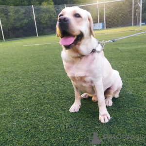 Zusätzliche Fotos: Ich schlage die Paarung eines Labrador-Hundes vor