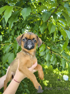 Foto №3. Welpen von Vögeln von Bribanson Red Color. Weißrussland