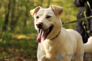 Foto №2 zu Ankündigung № 79306 zu verkaufen mischlingshund - einkaufen Russische Föderation quotient 	ankündigung