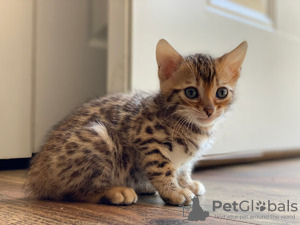 Foto №1. bengal katzenrasse - zum Verkauf in der Stadt Oberhausen | 270€ | Ankündigung № 99746