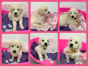 Foto №1. golden retriever - zum Verkauf in der Stadt Gumbostrand | verhandelt | Ankündigung № 162104