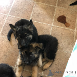 Foto №2 zu Ankündigung № 172888 zu verkaufen deutscher schäferhund - einkaufen Portugal quotient 	ankündigung