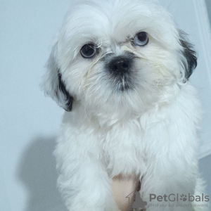 Foto №4. Ich werde verkaufen shih tzu in der Stadt Стамбул. quotient 	ankündigung - preis - verhandelt