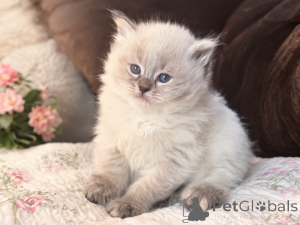 Foto №1. sibirische katze - zum Verkauf in der Stadt Quakenbrück | 350€ | Ankündigung № 173537