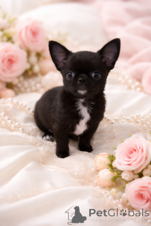 Foto №1. chihuahua - zum Verkauf in der Stadt Dnipro | 600€ | Ankündigung № 165970