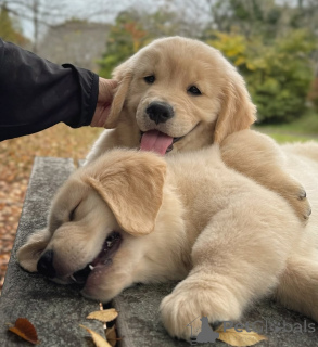 Foto №3. Entzückende Golden Retriever-Welpen, die mit Liebe und Sorgfalt aufgezogen. Guadeloupe
