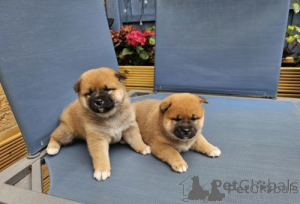 Foto №1. shiba - zum Verkauf in der Stadt Kranj | verhandelt | Ankündigung № 175786