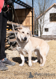 Foto №3. Metis Corgi, ein sehr rührender und freundlicher Teenager-Hund. Russische Föderation