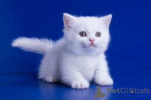 Foto №1. munchkin - zum Verkauf in der Stadt Brüssel | 250€ | Ankündigung № 155601