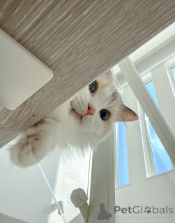 Foto №1. ragdoll-katze - zum Verkauf in der Stadt Eksjo | verhandelt | Ankündigung № 157127