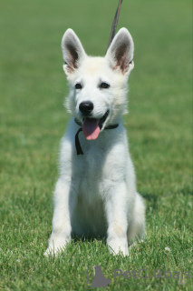 Foto №2 zu Ankündigung № 111312 zu verkaufen berger blanc suisse - einkaufen Serbien züchter