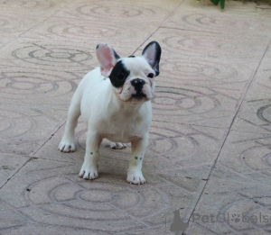 Foto №3. Atemberaubende Französische Bulldoggenwelpen . Australien