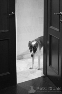 Foto №2 zu Ankündigung № 9055 zu verkaufen mischlingshund - einkaufen Russische Föderation quotient 	ankündigung