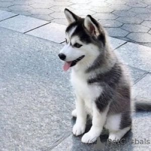 Foto №1. siberian husky - zum Verkauf in der Stadt Paris | Frei | Ankündigung № 110683