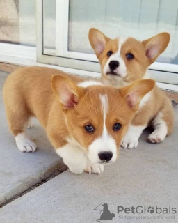 Foto №1. welsh corgi - zum Verkauf in der Stadt Lisbon | verhandelt | Ankündigung № 126863