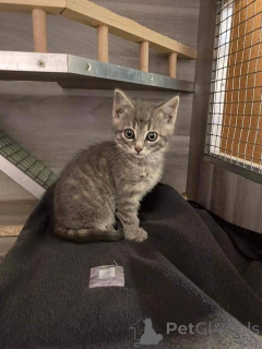 Foto №3. Europäisch Kurzhaar. Schweden