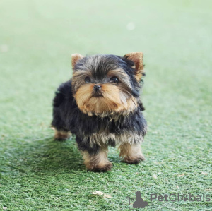 Foto №1. yorkshire terrier - zum Verkauf in der Stadt Brno | verhandelt | Ankündigung № 111768