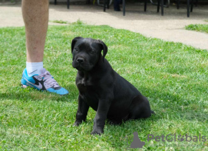 Zusätzliche Fotos: Südafrikanische Boerboel-Mastiff-Welpen