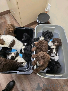 Foto №1. labradoodle - zum Verkauf in der Stadt Berlin | 1000€ | Ankündigung № 139076