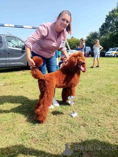 Foto №4. Ich werde verkaufen pudel (royal) in der Stadt Municipality of Zitiste.  - preis - 2000€