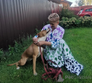 Foto №2 zu Ankündigung № 147683 zu verkaufen mischlingshund - einkaufen Russische Föderation quotient 	ankündigung