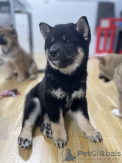 Zusätzliche Fotos: Shiba Inu-Welpen