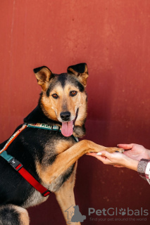 Foto №3. Gemischter Deutscher Schäferhund Graf in guten Händen. Russische Föderation