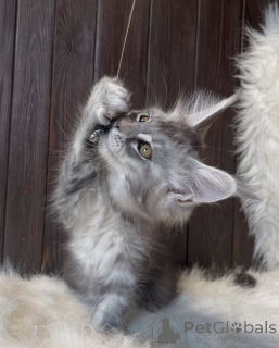 Foto №2 zu Ankündigung № 155325 zu verkaufen maine-coon-katze - einkaufen Island quotient 	ankündigung