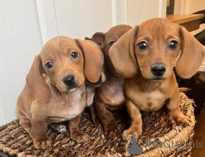 Foto №3. Treffen Sie Charlie, einen intelligenten Dachshund -Welpen. Deutschland