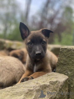 Foto №3. Belgische Schäferhund-Welpen verfügbar. USA