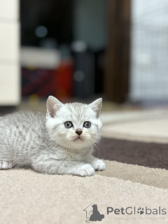 Foto №1. schottische faltohrkatze - zum Verkauf in der Stadt Minsk | 156€ | Ankündigung № 163066