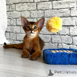 Foto №1. abessinierkatze - zum Verkauf in der Stadt Aalen | 350€ | Ankündigung № 176675