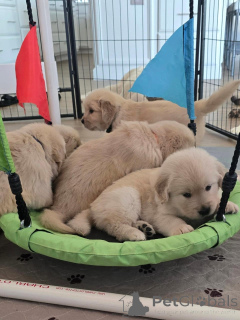 Foto №3. Entzückende Golden-Retriever-Welpen suchen ein liebevolles Zuhause!. Deutschland