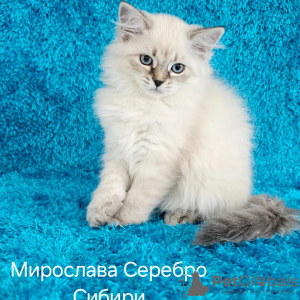 Foto №3. Reservieren Sie Kätzchen, das beste Neujahrsgeschenk ist die Newa-Maskerade!. Weißrussland