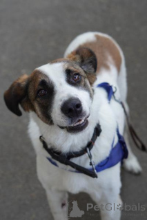 Foto №2 zu Ankündigung № 159177 zu verkaufen mischlingshund - einkaufen Russische Föderation aus dem tierheim