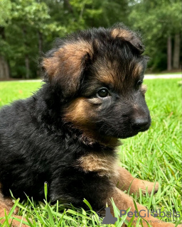 Foto №1. deutscher schäferhund - zum Verkauf in der Stadt Quedlinburg | 400€ | Ankündigung № 118696