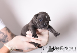 Foto №2 zu Ankündigung № 108430 zu verkaufen american bully - einkaufen Serbien züchter