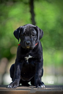 Foto №1. cane corso italiano - zum Verkauf in der Stadt Belgrad | verhandelt | Ankündigung № 99737