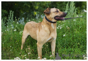 Zusätzliche Fotos: Ein Hund mit schönen Augen sucht den besten Besitzer.