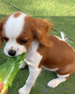 Foto №1. cavalier king charles spaniel - zum Verkauf in der Stadt Dronninglund | 900€ | Ankündigung № 167481