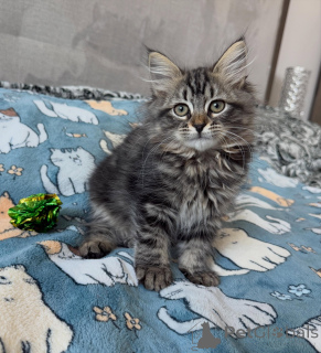 Foto №1. sibirische katze - zum Verkauf in der Stadt Kiew | verhandelt | Ankündigung № 169259